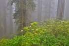 USA, California. Del Norte Redwoods State Park springtime with redwoods and rhododendrons Art Print